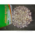 Hot Sale Fresh Normal White Garlic